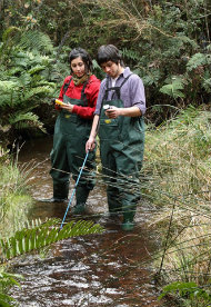 Ingeniería en Conservación de Recursos Naturales – Ingeniería Forestal Ingeniería en Conservación de Recursos Naturales – Ingeniería Forestal